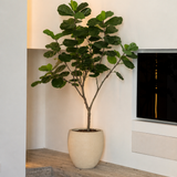 Ficus Lyrata Kunstboom 180 cm